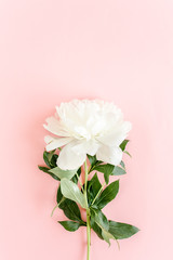 Beautiful, white peony flower on pink background. The texture of a peony. Flat lay, top view. 