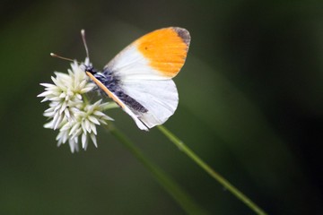 Aurore (Anthocharis cardamines)