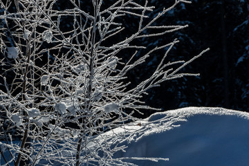 snow covered branches and snowy hill on black