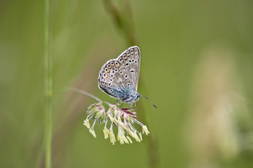 Azuré 