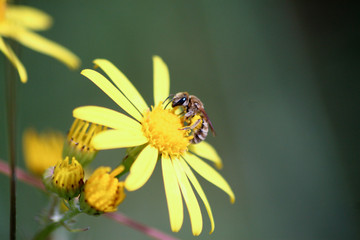 Abeille sauvage butinant 