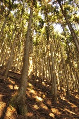 朝日の木漏れ日がそそぐ森
