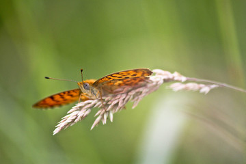 Fototapeta na wymiar Papillon au repos 