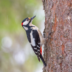 great spotted woodpecker on tree