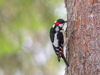 Great-spotted Woodpecker ( Dendrocopos major ) Feeding on a pine tree