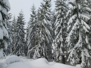 Winter forest