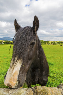 Black Gypsy horse aka Gypsy Vanner or Irish Cob poses close to the camera