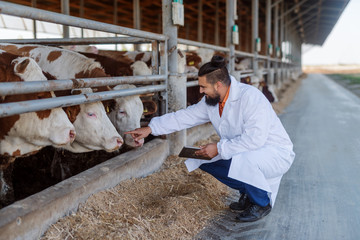 Veterinarian checking cows at cow farm.