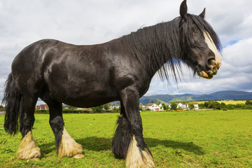 Naklejka premium Black Gypsy horse aka Gypsy Vanner or Irish Cob grazes on pasture
