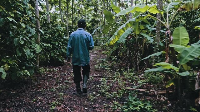 local bolivian farmer walking around in his robusta coffee plantation at the edge of the rainforest