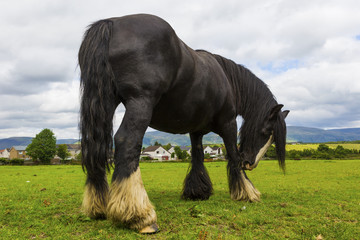 Black Gypsy horse aka Gypsy Vanner or Irish Cob grazes on pasture