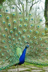 Obraz premium Peacock