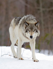 A lone Timber wolf or Grey Wolf (Canis lupus) isolated on white background standing in the winter snow in Canada