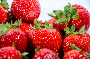 The garden strawberry 