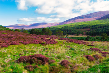 Beautiful landscape scenery hills slope covered by violet heather flowers