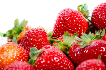 The garden strawberry 