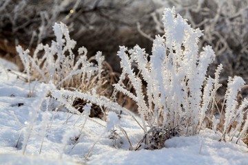 Beautiful winter landscape, frost on the branches of trees, the first snow,