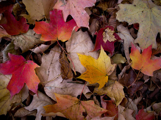 Naklejka na ściany i meble Fall leaves in color