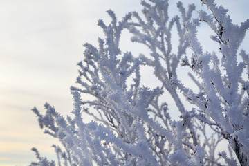 Beautiful winter landscape, frost on the branches of trees, the first snow,
