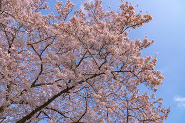 Cherry blossom in spring season, Japan.