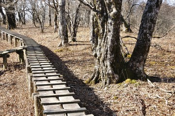 Fototapeta premium 大室山 甲相国境尾根の木道 