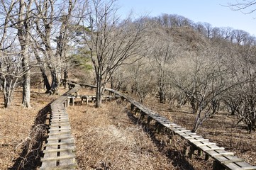 大室山 甲相国境尾根の木道
