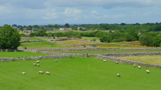 Sheep grazing in a meadow in Cloughanover, near Headford in County Galway, Ireland.