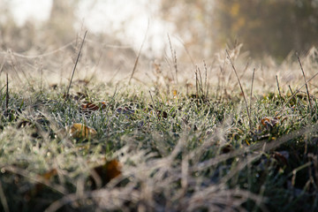 Frozen grass with frost. Background, Texture.
