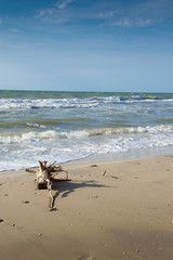 seashore sunny beach snag on the shore