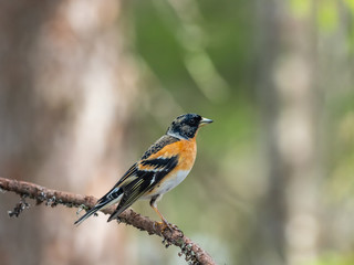 Brambling (Fringilla montifringilla) sitting on a branch in a pine tree.