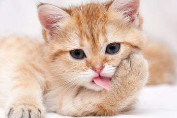 Portrait of a Golden British kitten who washes pink rough tongue pressing the foot to the cheek