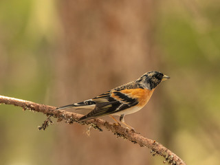 Brambling (Fringilla montifringilla) sitting on a branch in a pine tree.