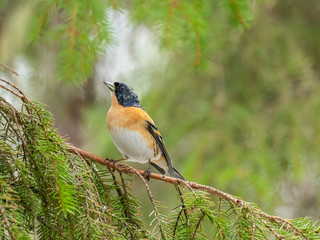 Brambling (Fringilla montifringilla) sitting on a branch in a pine tree.