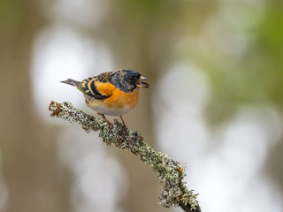 Brambling (Fringilla montifringilla) sitting on a branch in a pine tree.