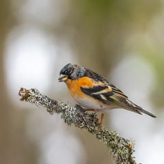 Brambling (Fringilla montifringilla) sitting on a branch in a pine tree.