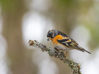 Brambling (Fringilla montifringilla) sitting on a branch in a pine tree.