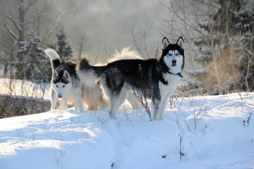 Husky and Samoyed dogs walk in nature in the winter, play, run, have fun in the snow