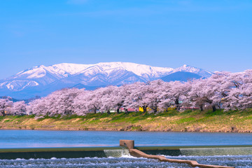 Shiroishigawa-tsutsumi Hitome Senbonzakura at viewing spots Niragamizeki Weir. Cherry blossom with snowcovered Mt.Zao in background along bank of Shiroishi River in Funaoka Castle Park, Miyagi, Japan © Shawn.ccf