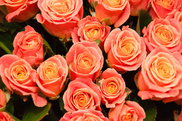 Bouquet of a large number of beautiful roses