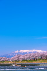 Shiroishigawa-tsutsumi Hitome Senbonzakura at viewing spots Niragamizeki Weir. Cherry blossom with snowcovered Mt.Zao in background along bank of Shiroishi River in Funaoka Castle Park, Miyagi, Japan