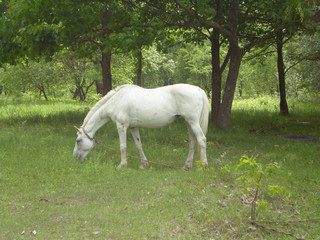 Obraz na płótnie Canvas Horse grazing in a park in nature