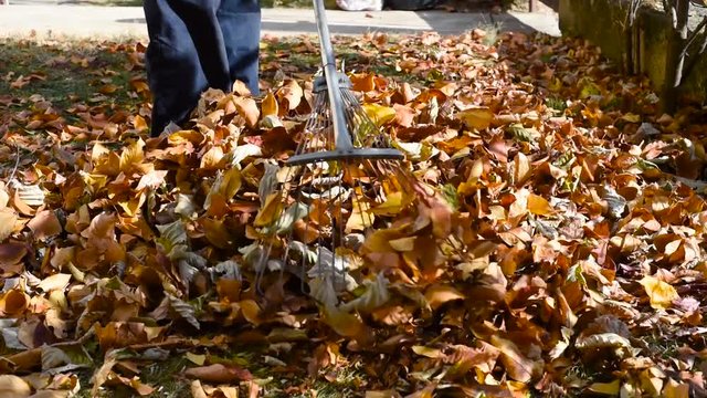 Man collecting fallen autumn leaves in the yard