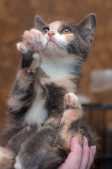 three-colored kitten in hands