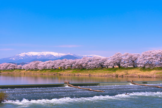 Shiroishigawa-tsutsumi Hitome Senbonzakura at viewing spots Niragamizeki Weir. Cherry blossom with snowcovered Mt.Zao in background along bank of Shiroishi River in Funaoka Castle Park, Miyagi, Japan