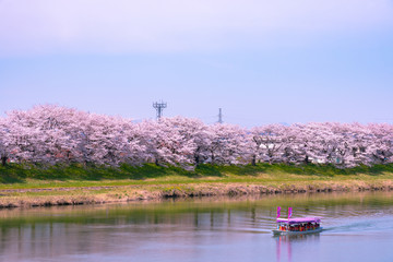 Shiroishigawa-tsutsumi Hitome Senbonzakura in sunny weather, Cherry blossoms along the bank of...