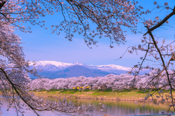 Shiroishigawa-tsutsumi Hitome Senbonzakura, Cherry blossoms with snow-covered Zao Mountain in...
