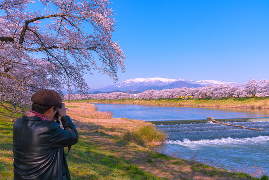 Cameraman taking pictures at Shiroishigawa-tsutsumi Hitome Senbonzakura, Cherry blossoms along the bank of Shiroishi river in Funaoka Castle Ruin Park, Sendai, Miyagi prefecture, Japan