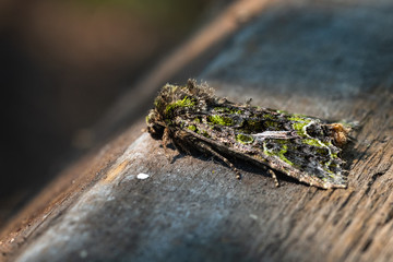 Green Arches (Anaplectoides Prasina). Close Up. Macro.