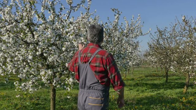 Farmer or agronomist examining blossoming cherry trees in orchard,spring time 4K footage