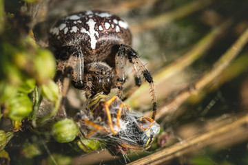 Common Cross (Araneus Diadematus) Eats Wasp. Close Up. Macro.